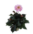 Georgine 'Dahlia Temptation' i 14 cm potte